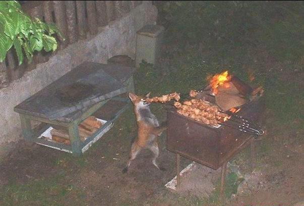 Renard et barbecue
